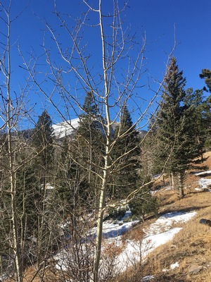 photo of aspen in the woods